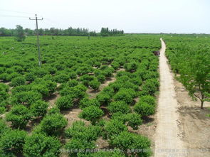 河北綠化苗木金銀花樹價格綠化樹苗金銀花樹批發圖片 高清圖 細節圖 河北省巨鹿縣巨翔金銀花苗木推廣中心,金銀花樹苗價格,金銀花盆景樹,四季樹形金銀花 Hc360慧聰網