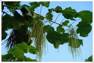 楸樹(shù)苗價(jià)格 旺林苗木 苗木種植要注意什么