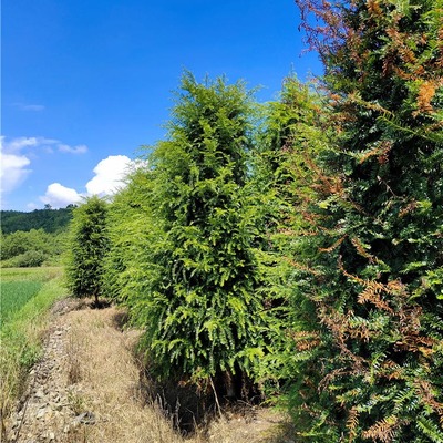 【千喜苗木批發(fā)紅豆杉樹苗 綠化苗木多種規(guī)格紅豆杉 苗木采購】價格_批發(fā)_廠家_參數(shù)_圖片_喬木