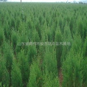 保定榆樹苗木基地、保定榆樹苗木批發、榆樹苗木價格-常青苗木--產品大全--E路網