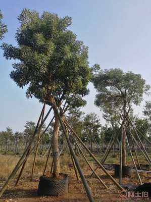 【全冠香樟袋苗供應、種植基地直銷、價格實惠】綠化苗木,價格,廠家,供應商,花木,龍海市東泗興輝園藝場 - 產品庫