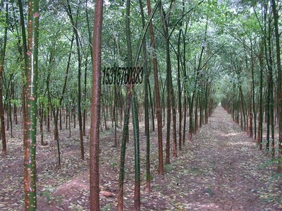 耐寒苗木、北欒、垂柳、旱柳、國槐圖片