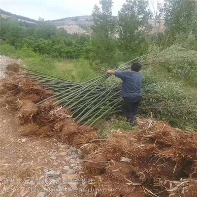 主營產品:花卉租擺、工廠綠化工程、各種綠化苗木、花卉基地直銷