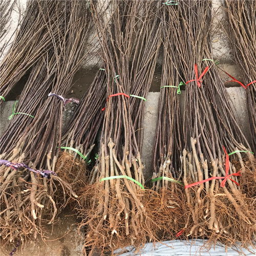【短枝紅富士蘋果苗哪里批發(fā)、短枝紅富士蘋果苗價格】- 