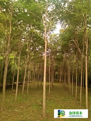 千頭椿苗木的南北種植熱土 遼寧、山西、山東及河北保定博野金澤基地