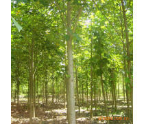軒都苗木基地直銷優質馬褂木（鵝掌楸）樹苗，量大優惠，綠化優選