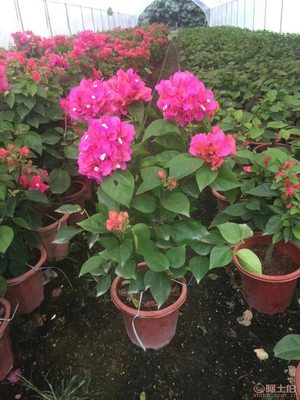 龍海市東泗興輝園藝場 專業三角梅種植基地，品質苗木常年供應